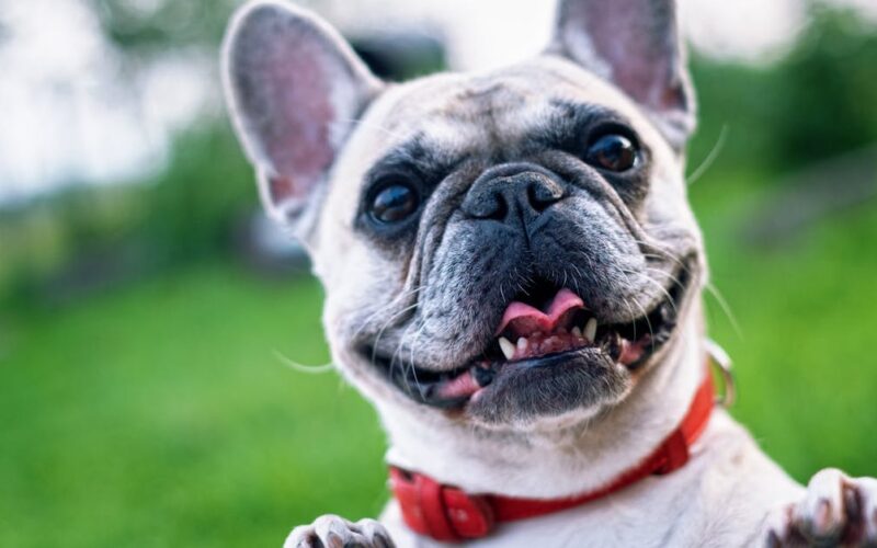 Comparativa para mascotas en Colombia: dieta BARF y comida concentrada