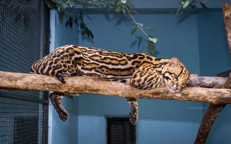 La conexión cultural entre Panamá y sus felinos con Max van Rijswijk